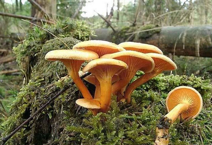 Съедобные и несъедобные грибы Крыма