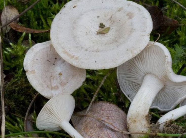 Крымские ядовитые грибы