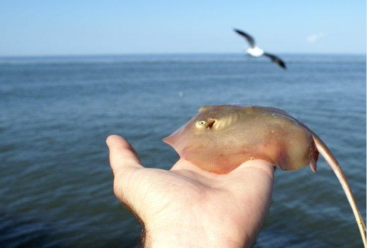 Какие Рыбы В Черном Море Фото