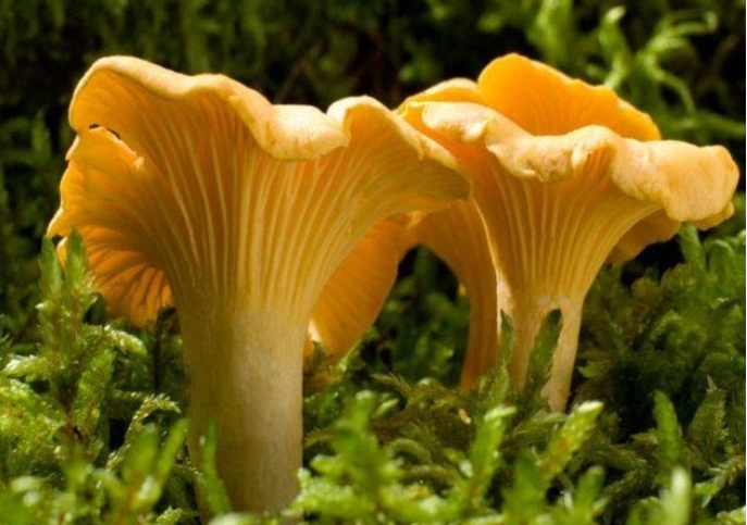 Ядовитые грибы, фото и названия